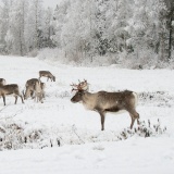 Jeris week 45 12-4386